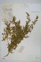 二形卷柏藏品圖，第1張