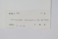 二形卷柏藏品圖，第2張