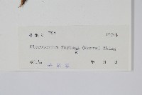 大星蕨藏品圖，第2張