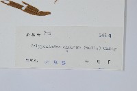 友水龍骨藏品圖，第2張