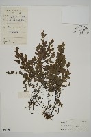 登錄號:P004703藏品圖，第1張