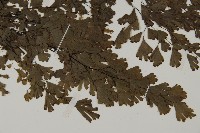 登錄號:P004703藏品圖，第3張