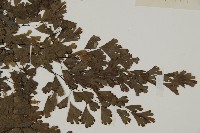 登錄號:P004703藏品圖，第4張