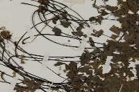 登錄號:P004703藏品圖，第5張