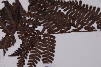 泡鱗肋毛蕨藏品圖，第3張