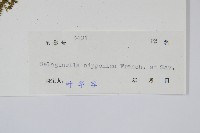 日本卷柏藏品圖，第2張