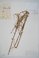 木賊藏品圖，第1張