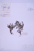 北京鐵角蕨藏品圖，第1張