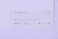 北京鐵角蕨藏品圖，第2張