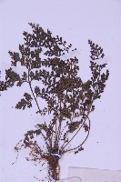 北京鐵角蕨藏品圖，第3張