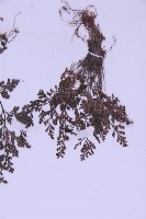 北京鐵角蕨藏品圖，第4張