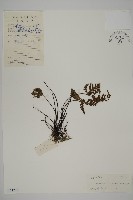 銀粉背蕨藏品圖，第1張