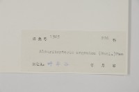 銀粉背蕨藏品圖，第2張