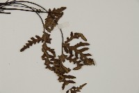 銀粉背蕨藏品圖，第3張