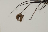 銀粉背蕨藏品圖，第4張