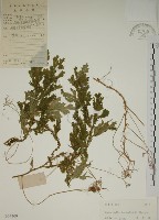 生根卷柏藏品圖，第1張