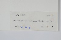 肢節蕨藏品圖，第2張