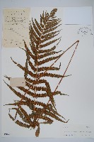 密毛毛蕨藏品圖，第1張