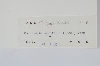 粗齒革葉紫萁藏品圖，第1張