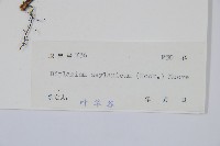 裂葉雙蓋蕨藏品圖，第3張