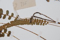 裂葉雙蓋蕨藏品圖，第4張