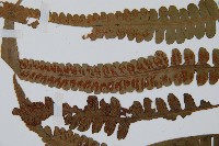 裂葉雙蓋蕨藏品圖，第5張