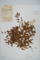 小葉海金沙藏品圖，第1張