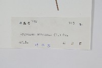 小葉海金沙藏品圖，第2張