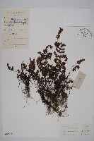 登錄號:P004715藏品圖，第1張