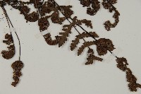 登錄號:P004715藏品圖，第3張