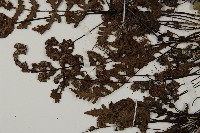 登錄號:P004715藏品圖，第4張