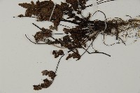 登錄號:P004715藏品圖，第5張