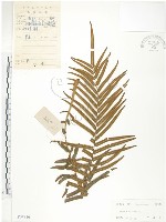 鱗蓋鳳尾蕨藏品圖，第1張