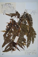 斜方複葉耳蕨藏品圖，第1張