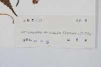 斜方複葉耳蕨藏品圖，第2張