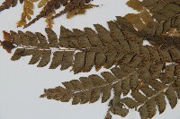 斜方複葉耳蕨藏品圖，第3張