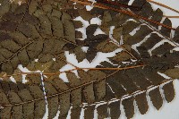 斜方複葉耳蕨藏品圖，第4張