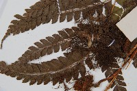 斜方複葉耳蕨藏品圖，第5張