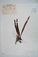 擬瓦葦藏品圖，第1張