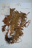 嶺南瘤足蕨藏品圖，第1張