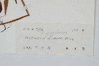 嶺南瘤足蕨藏品圖，第2張