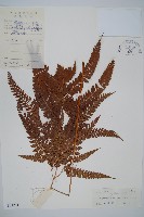 美麗複葉耳蕨藏品圖，第1張