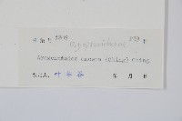 美麗複葉耳蕨藏品圖，第5張