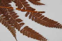 美麗複葉耳蕨藏品圖，第6張