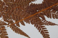 美麗複葉耳蕨藏品圖，第7張