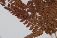 美麗複葉耳蕨藏品圖，第8張