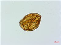 美麗複葉耳蕨藏品圖，第2張