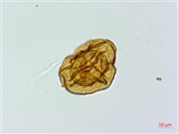 美麗複葉耳蕨藏品圖，第3張