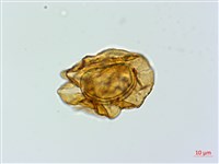 美麗複葉耳蕨藏品圖，第4張