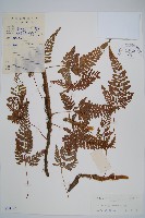 圓蓋陰石蕨藏品圖，第1張